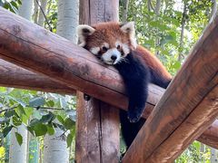 -北京野生动物园