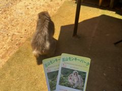 -岚山猴子公园