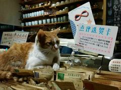 android_upload_pic-猫的天空之城概念书店(西塘古镇店)