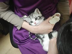 -瑞派天宁宠物医院·猫科·异宠中心