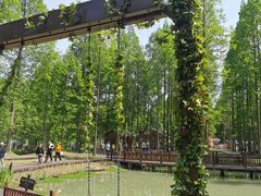 -黄海国家森林公园