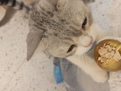 -猫域·湾主题猫咖·宠物吧(南坪城市广场店)