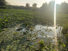 -羊亭河湿地公园