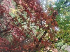 -天女山森林公园