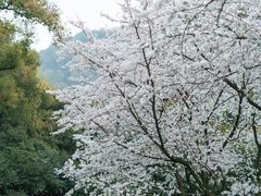 -中国茶叶博物馆(双峰馆区)