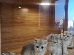 -猫十亿·布偶金渐层·曼基康矮脚猫舍(青年路店)