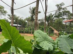 -海南热带野生动植物园