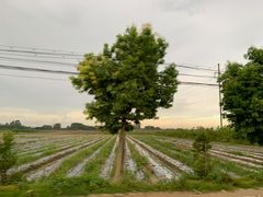 -满記土窑烧鷄波浪山莊