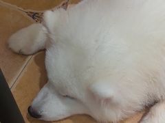 -Let's go狗咖·猫咖·奶狗·桌游(春熙路IFS店)