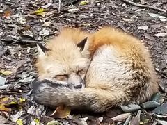 -宫城藏王狐狸村