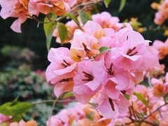 -莲花山公园