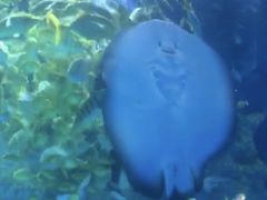 -芜湖新华联大白鲸海洋公园