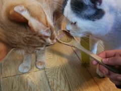 -Cappucimeow猫咪咖啡馆(韦伯时代店)