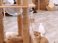 -楼上猫咖(罗湖店)