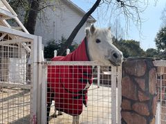 -J Create城市露营咖啡·简餐·宠物(上海动物园店)