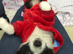 -翊宠yipet猫狗购宠庄园犬舍•猫舍