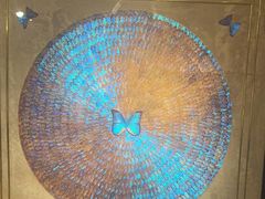 -上海昆虫博物馆