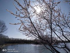 -大兴滨河森林公园