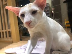 -猫和宫(六道口店)