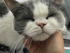 -喵的天空名猫咖啡馆·撸猫·猫舍·用品