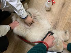 -派联宠物医院·24h·CT·异宠