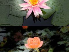 -白鹭湾湿地公园