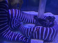 -太平洋海底世界