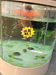 -鳄鱼泡泡游泳馆(新DNA购物中心店)