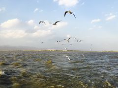 -哈素海
