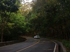 -东莞市大岭山森林公园