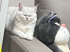 -喵zoo家庭繁育猫舍(尖东智能花园店)
