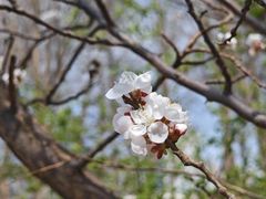 -丁香湖公园