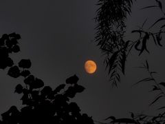 -深圳湾公园(南山区)