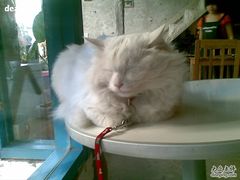 -Babycat私家御饼屋(龙头路一店)