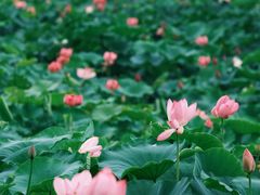 -荷塘月色湿地公园·向阳花洲