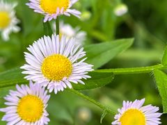 -桤木河湿地公园