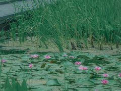 -长广溪湿地公园