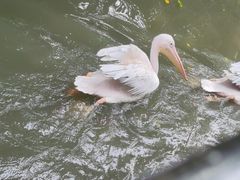 -广州长隆飞鸟乐园