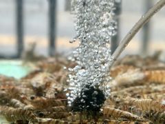 -凯华海鲜火锅·传承三十六年