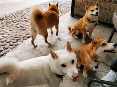 -柴犬高等学院·狗咖·柴犬售卖·宠物训练