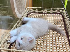 -帕帕拉兹宠物(亚洲旗舰店)