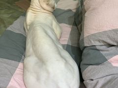 -特一安24小时宠物医院·骨科·中兽医
