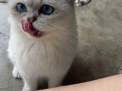 -喵屿·大理花园猫咖