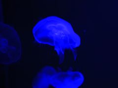 -暹罗海洋世界