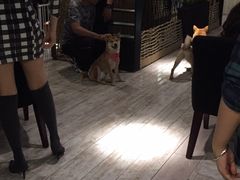 -百好乐宠物友好餐厅(朝外大街店)