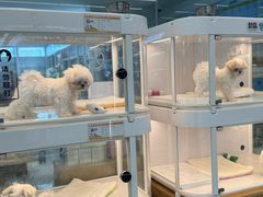 -翊宠yipet猫狗购宠庄园犬舍•猫舍