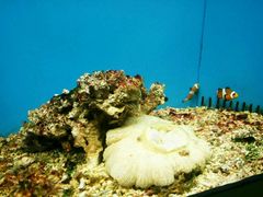 -北戴河圣蓝海洋公园