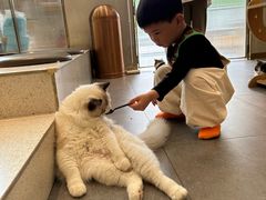 -飞行喵MR PILOT|猫舍·猫咖(静安大融城店)