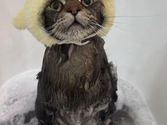-momokira米努特·德文卷毛猫·棉花面纱犬