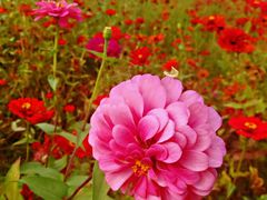 -广东花都湖国家湿地公园